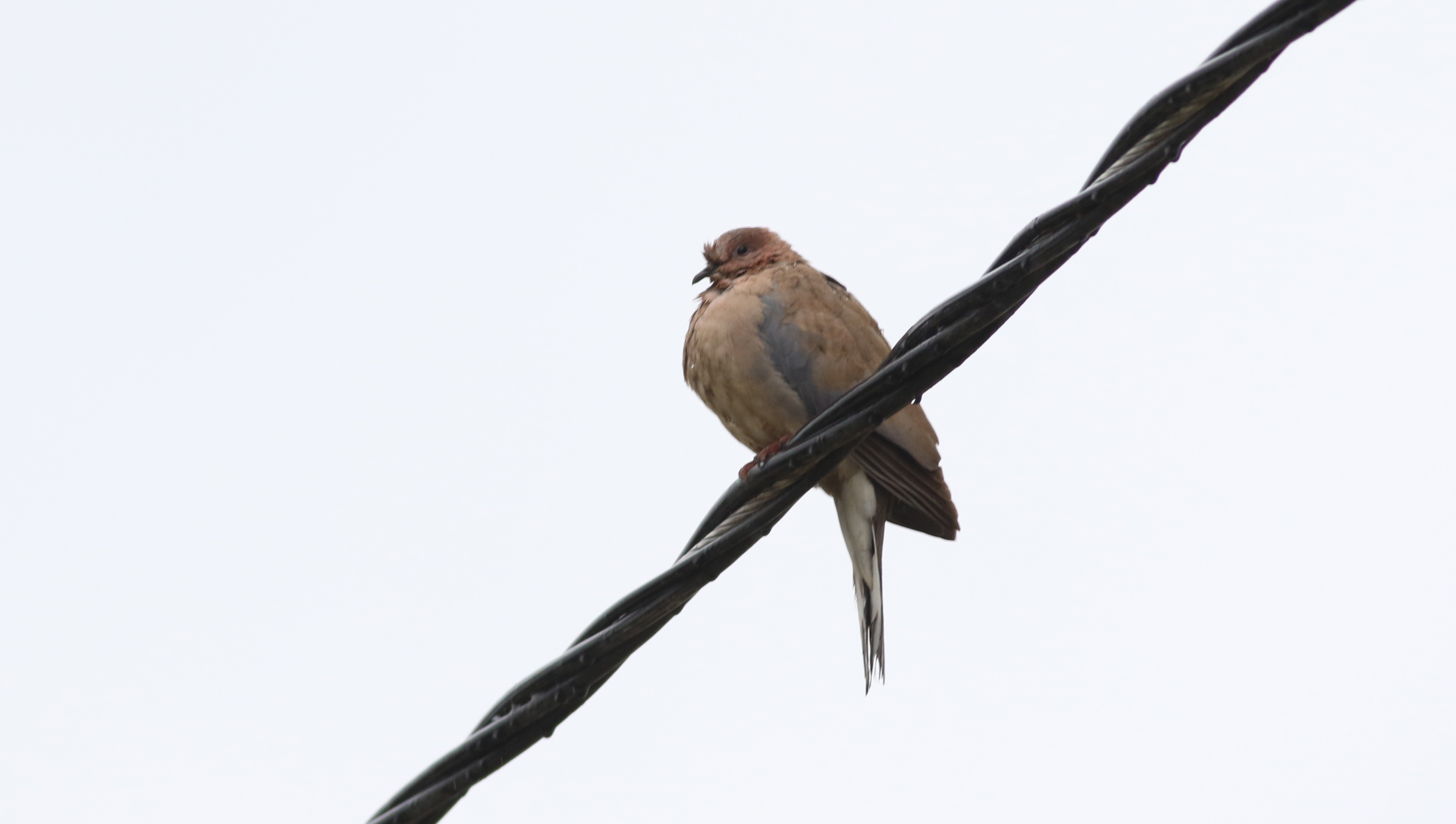 Laughing Dove